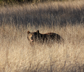 Flora and Fauna of Santa Barbara County