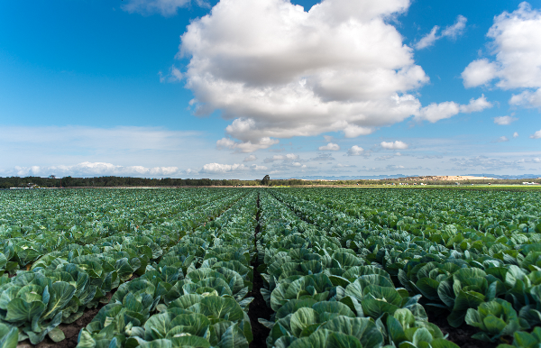 Agricultural and Ranch Lands of Santa Barbara County Thumbnail