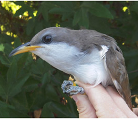 Vulnerablity of riparian obligate species in the Rio Grande to the interactive effects of fire, hydrological variation and climate change