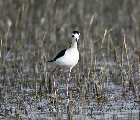 San Joaquin Valley - Environmental Conservation