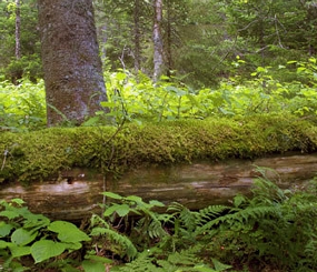 Ecoregional Assessment