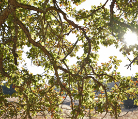 Lake Sonoma West Watershed Plan Map and Data Gallery