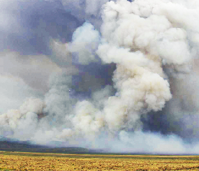 Landscape Resiliency