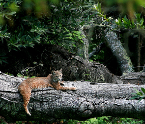 Connectivity Modeling for Three Regions in California: Mojave Desert, Sacramento Valley, and Modoc Plateau