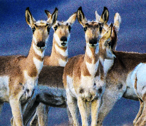 Wildlife and Habitats