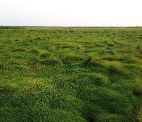 Tidal Marsh Vegetation Communities