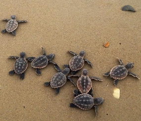 Coastal and Marine Resources