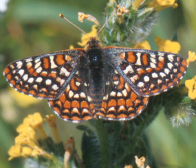 Quino Checkerspot Butterfly Galleries Data Basin