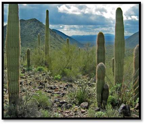 Grassland & Shrubland Management