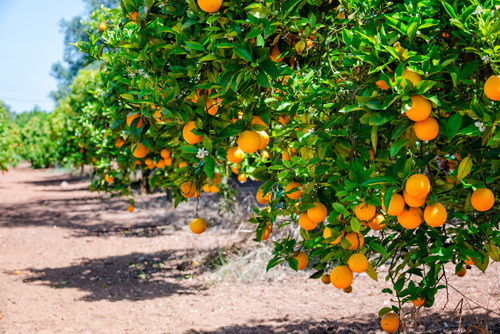 Orange