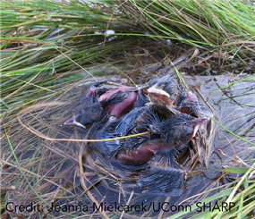 Tidal wetlands after Hurricane Sandy: baseline restoration assessment and future conservation planning