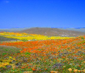 West Mojave Connectivity