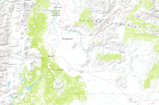 Ponderosa Pine Cavity Nesting Birds