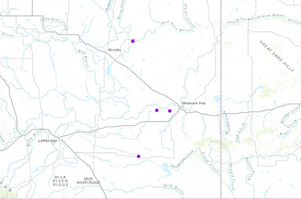 Rattlesnake collisions | Data Basin
