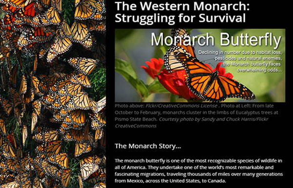 The Western Monarch: Struggling for Survival Thumbnail