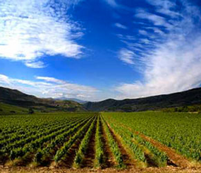 Kern County - Agriculture