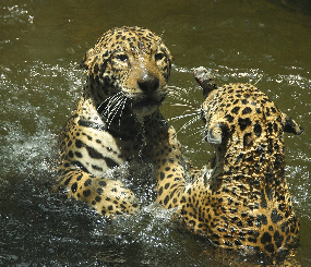 Mapping Jaguar Habitat