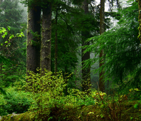 Mature and Old-Growth Forests of the Conterminous United States
