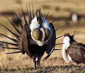 Sage Grouse Connectivity Modeling