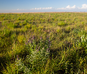 The Conservation Atlas for Midwest Grasslands
