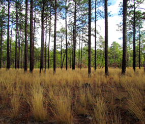 USFS North Carolina Sandhills Region