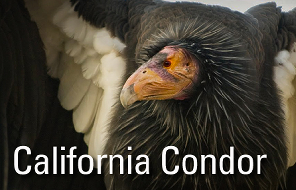 California Condor: Soaring Again in the Western Skies Thumbnail