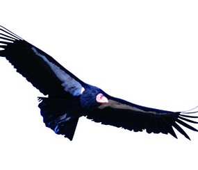 California Condor