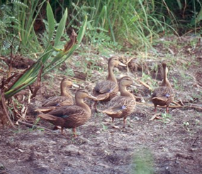 Spatially-Explicit Decision Support Tool for Guiding Habitat Conservation for Western Gulf Coast Mottled Ducks