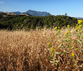 Mayacamas to Berryessa (M2B) Connectivity Network