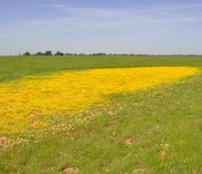 California Central Valley Landscape Conservation Project Gallery