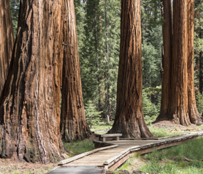 Giant Sequoia Lands Coalition Data Basin Group