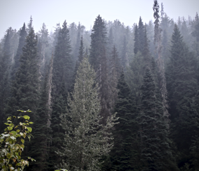 Conservation Assessment for British Columbia, Canada Inland Temperate Rainforest