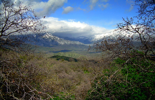 Effects of climate and vegetation on martens and fishers in the Sierra Nevada, California Thumbnail