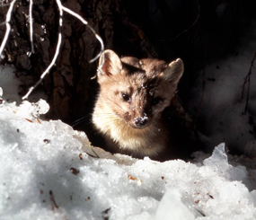 Fisher and Pacific Marten Habitat Connectivity for Lassen National Forest