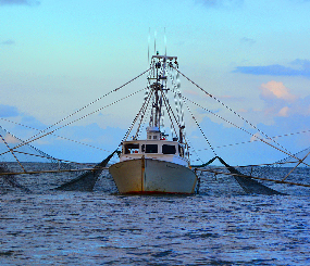 Marine Fisheries