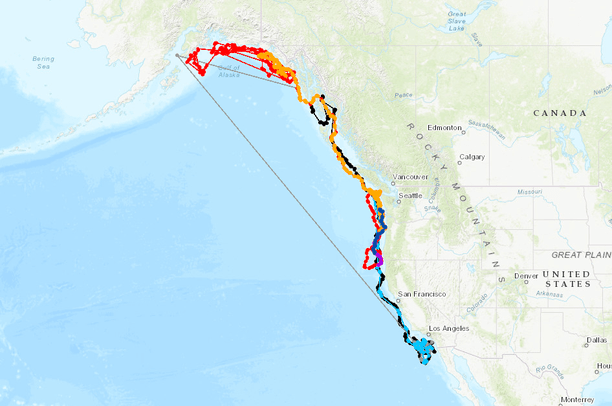 Movements of the Eastern North Pacific Offshore Killer Whale (Orcinus ...