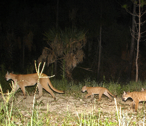 Supporting Models & Data