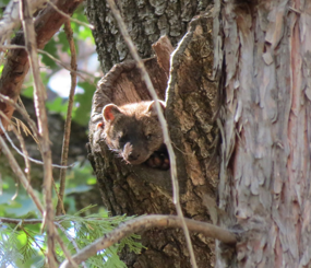 Klamath Basin Ecological Connectivity for Pacific Fisher: Gallery