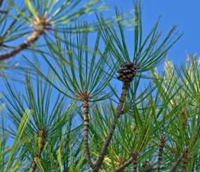 Pine species distributions in the Madrean Sky Islands