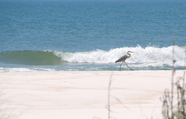 Re-evaluating Florida's ecological conservation priorities in the face of sea rise Thumbnail
