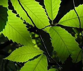 American chestnut restoration