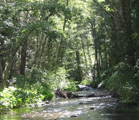 Riparian Assessment and Conditions Assessment for Mill Creek and Cow ...