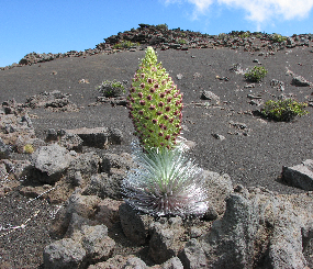 Plant Vulnerability Assessment group