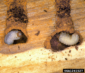 Spatiotemporal patterns of observed bark beetle-caused tree mortality in British Columbia and the western United States