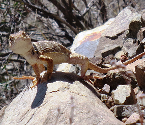 Desert wildlife