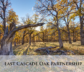 East Cascade Oak Partnership