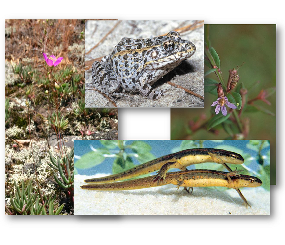 At-risk and range restricted species models