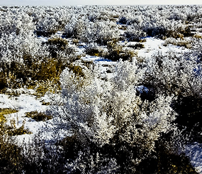 Sagebrush Manager & Climate Change Research Group