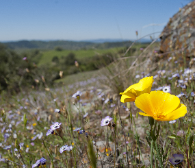 Mayacamas to Berryessa (M2B) Climate Connectivity
