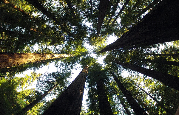 Environmental Evaluation Modeling System (EEMS) Thumbnail